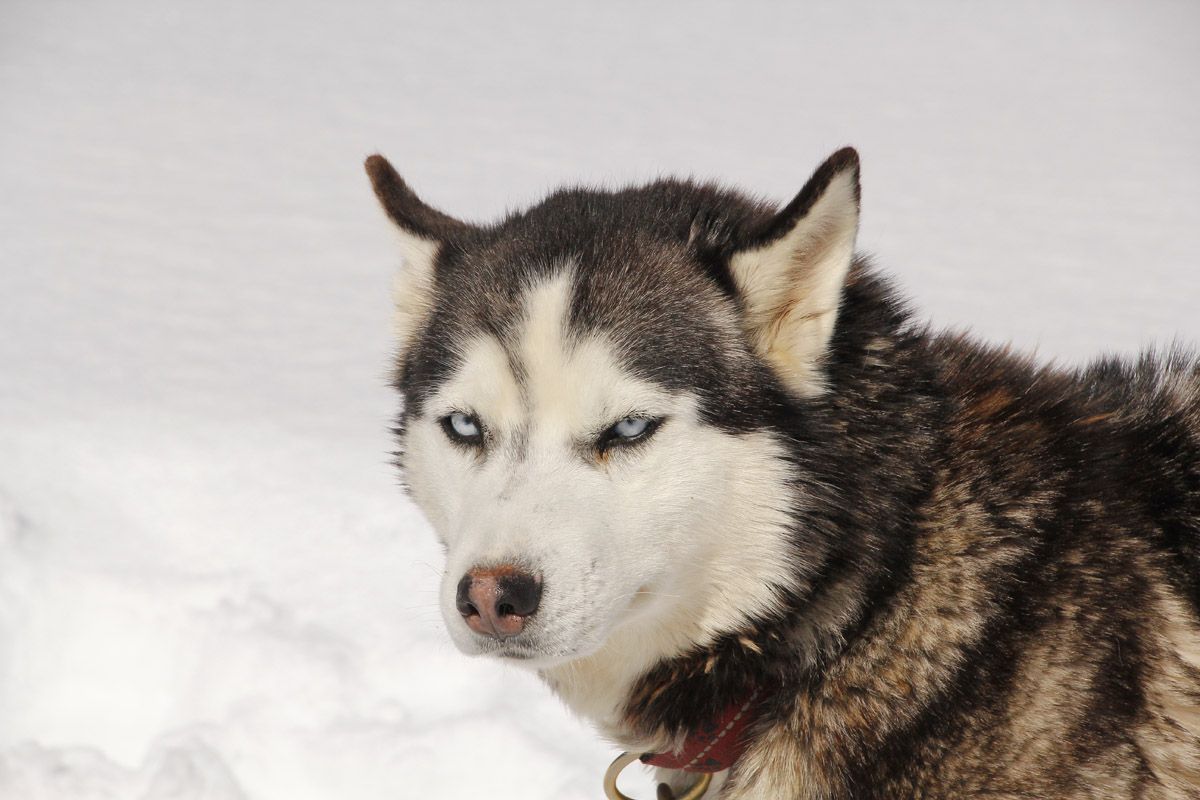 Alaska