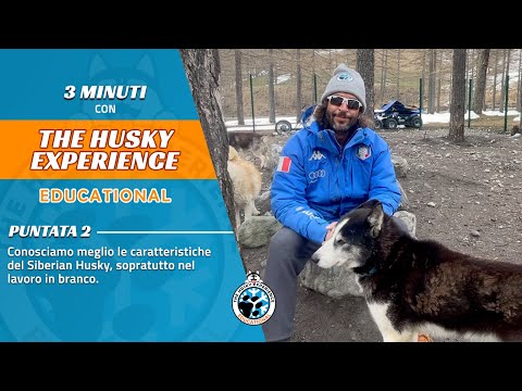 “Che cos’è un vero Siberian Husky?”